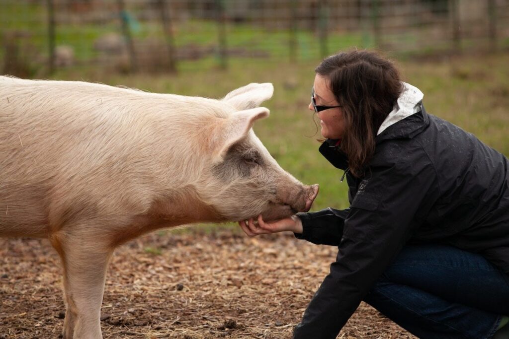 A female UTK MPH veterinary student interacts with a pig and scratches its neck